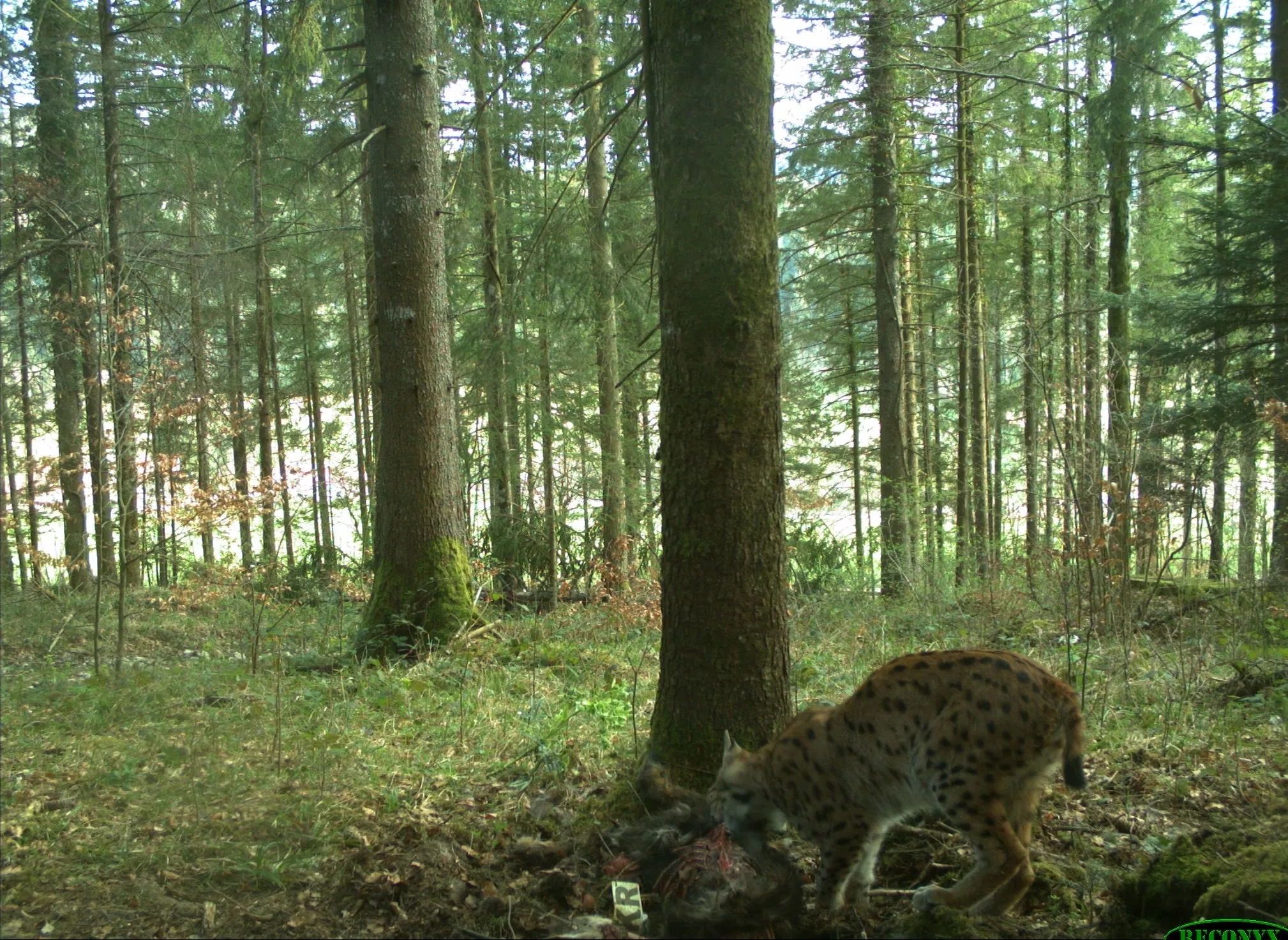 Chamois équipé d'un collier VHF et d'un collier GPS prédaté par un lynx. L'installation d'un piège photographique permet d'identifier le lynx revenant consommer sa proie plusieurs nuits. © FDC39