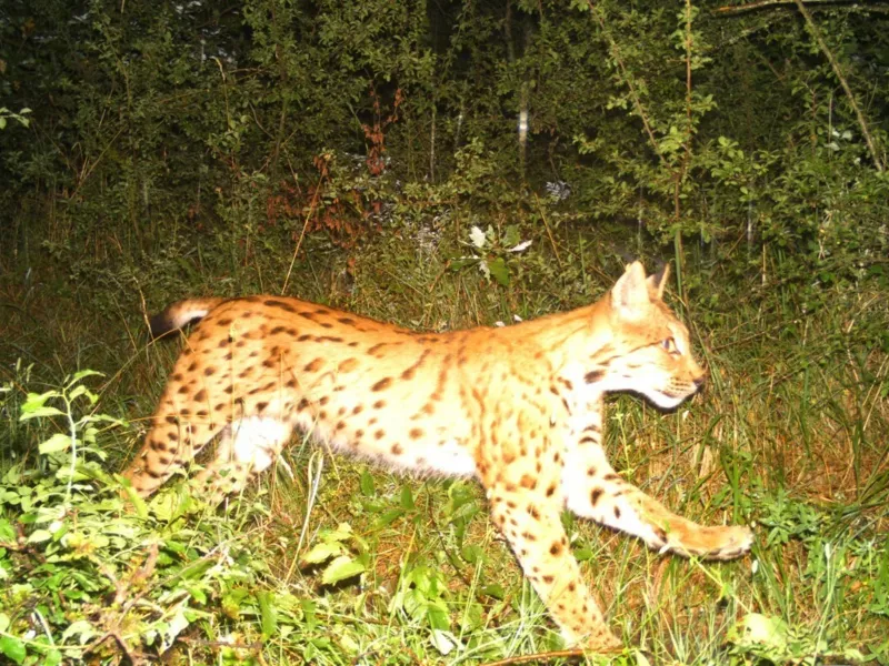 Suivi des lynx par piégeage photographique sur le site d’étude de l’Ain